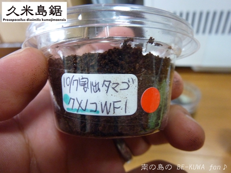 ★大顎水牛 & ノコ採卵状況 & いただき物