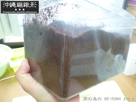 ★大顎水牛 & ノコ採卵状況 & いただき物