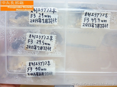 ★大顎水牛 & ノコ採卵状況 & いただき物