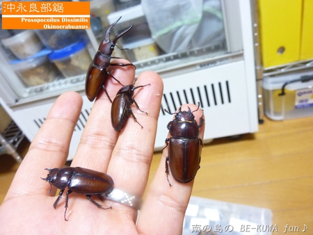 ★大顎水牛 & ノコ採卵状況 & いただき物