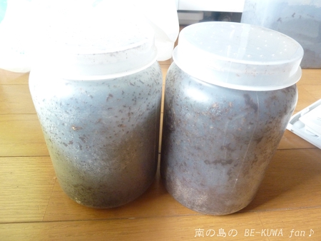 ★大顎水牛 & ノコ採卵状況 & いただき物