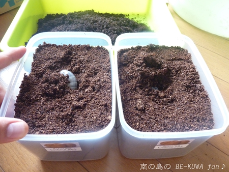 ★大顎水牛 & ノコ採卵状況 & いただき物