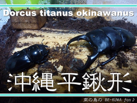 ★沖縄平鍬形 & フォルスター.K & ボウズ連発 & 頂物
