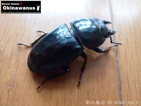 ★沖縄平鍬形 & フォルスター.K & ボウズ連発 & 頂物