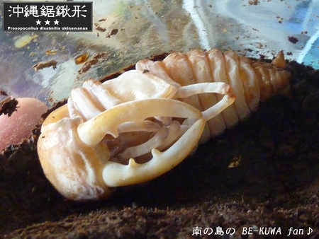 ★オキノコ天へ & 2012-13オキノコ経過 & 対コバエ