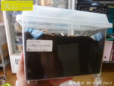 ★オキノコ天へ & 2012-13オキノコ経過 & 対コバエ