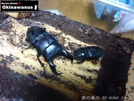 ★2013大晦日 & 犀兜 & オキノコ結果 & キヨタミ & 沖平