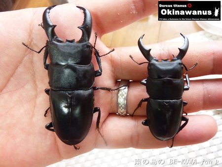 ▼あけおめ & 2014目標 & オキヒラ & オキノコ & リュウコ