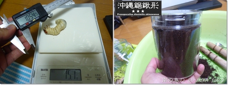 ▼ブケット & アスタコ割出 & オキノコ蛹化 & タラン