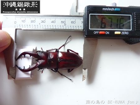 ▼虎 & 沖鋸1号 & クメノコ蛹 & 沖永良部ノコ & 標本