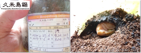 ▼虎 & 沖鋸1号 & クメノコ蛹 & 沖永良部ノコ & 標本