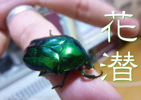 ▼花潜 & オキヒラ & オキノコバトル & いろいろ