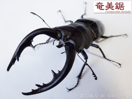 ▼奄美鋸 & クメノコ羽化 & リュウコ割出 & チビ標本箱