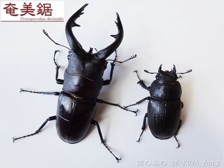 ▼奄美鋸 & クメノコ羽化 & リュウコ割出 & チビ標本箱