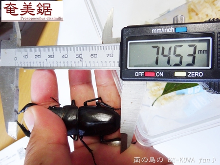 ▼奄美鋸 & クメノコ羽化 & リュウコ割出 & チビ標本箱