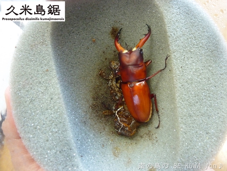 ▼奄美鋸 & クメノコ羽化 & リュウコ割出 & チビ標本箱