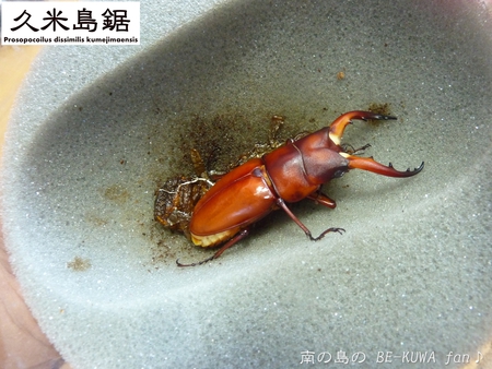 ▼奄美鋸 & クメノコ羽化 & リュウコ割出 & チビ標本箱