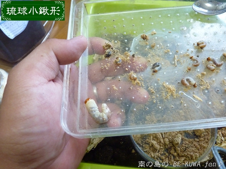 ▼奄美鋸 & クメノコ羽化 & リュウコ割出 & チビ標本箱