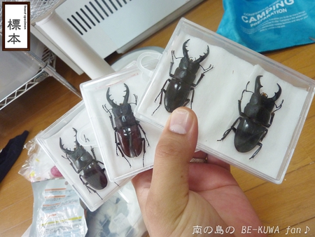 ▼奄美鋸 & クメノコ羽化 & リュウコ割出 & チビ標本箱