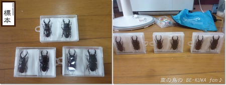 ▼奄美鋸 & クメノコ羽化 & リュウコ割出 & チビ標本箱