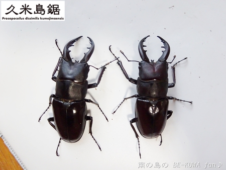 ▼久米島鋸 & 徳之島土産 & オキヒラ♀ & オキノコ