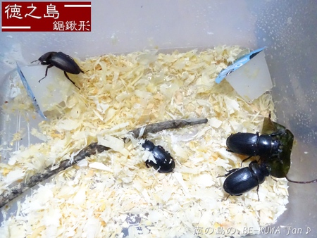 ▼久米島鋸 & 徳之島土産 & オキヒラ♀ & オキノコ
