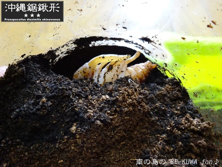 ▼久米島鋸 & 徳之島土産 & オキヒラ♀ & オキノコ