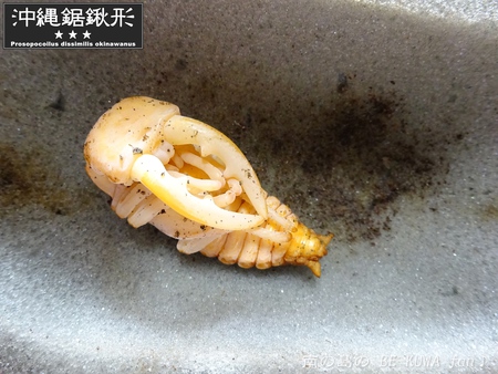 ▼久米島鋸 & 徳之島土産 & オキヒラ♀ & オキノコ