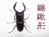 ▼鋸鍬形 & 石垣採集 & セット色々 & DHH♀蛹化