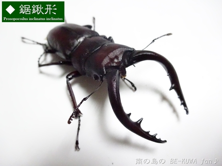 ▼鋸鍬形 & 石垣採集 & セット色々 & DHH♀蛹化