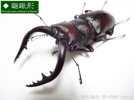 ▼鋸鍬形 & 石垣採集 & セット色々 & DHH♀蛹化