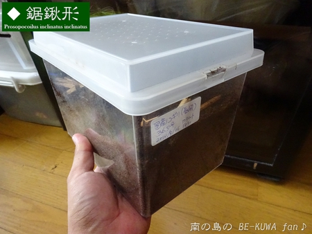 ▼鋸鍬形 & 石垣採集 & セット色々 & DHH♀蛹化