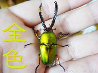 ▼金色 & 徳之島コクワ & トクノコセット & ブルイジン & 標本 2014/09/04 23:55:00