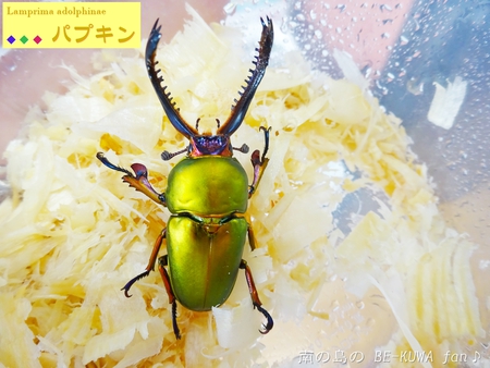 ▼金色 & 徳之島コクワ & トクノコセット & ブルイジン & 標本