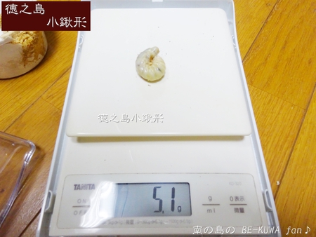 ▼金色 & 徳之島コクワ & トクノコセット & ブルイジン & 標本