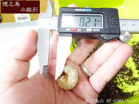 ▼金色 & 徳之島コクワ & トクノコセット & ブルイジン & 標本