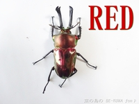 ▼RED & 頂きもの（ツヤ） & オキノコ2014 & ラマ 2014/10/14 22:00:00