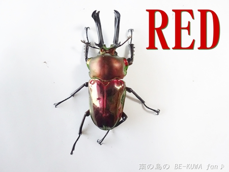 ▼RED & 頂きもの（ツヤ） & オキノコ2014 & ラマ