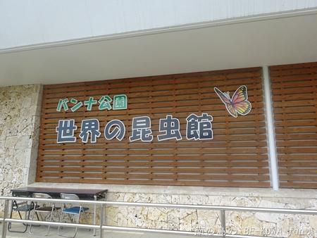 ▼鋸鍬形 & 石垣採集 & セット色々 & DHH♀蛹化