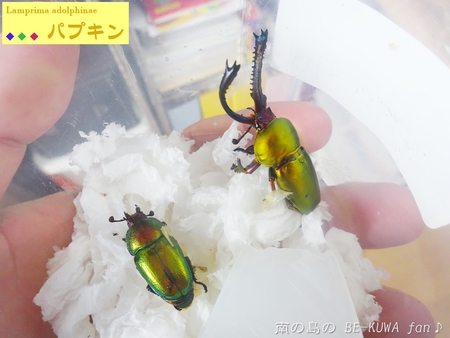 ▼鋸鍬形 & 石垣採集 & セット色々 & DHH♀蛹化