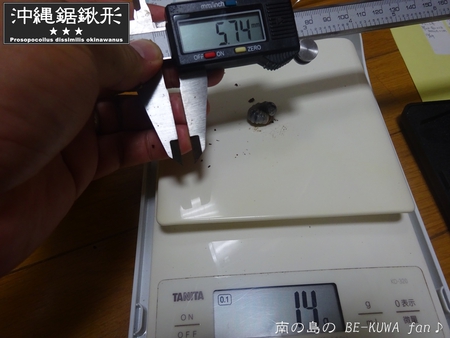 ▼鋸鍬形 & 石垣採集 & セット色々 & DHH♀蛹化