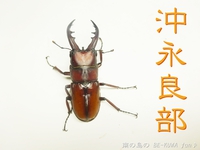 ▼沖永良部 & ノコ経過 & エラフスミヤマ & オキマル標本 2014/11/23 14:00:00