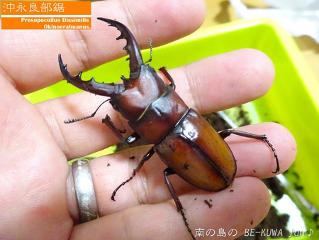 ▼沖永良部 & ノコ経過 & エラフスミヤマ & オキマル標本