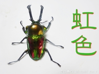 ▼お世話会 & 虹色 & パプキン & ステッカー & 標本 2014/12/10 06:00:00