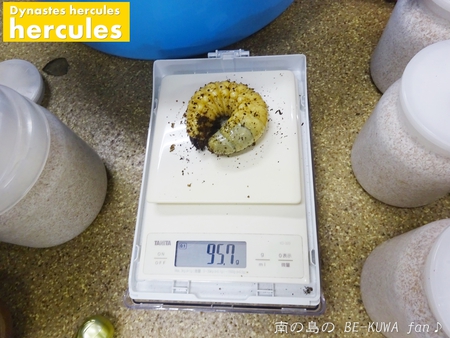 ▼お世話会 & 虹色 & パプキン & ステッカー & 標本