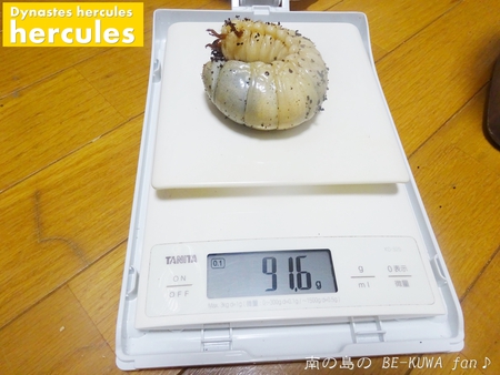 ▼お世話会 & 虹色 & パプキン & ステッカー & 標本