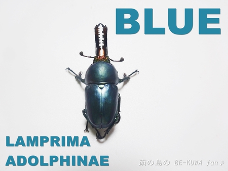 ▼Blue & オキマル & キヨタミ & ラマ & ミヤマ & 標本