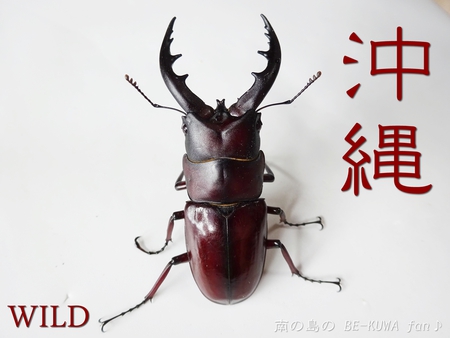 ▼2014年 & 思い出の採集個体 & 思い出の飼育個体