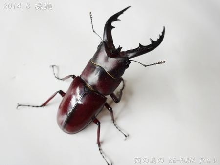 ▼2014年 & 思い出の採集個体 & 思い出の飼育個体