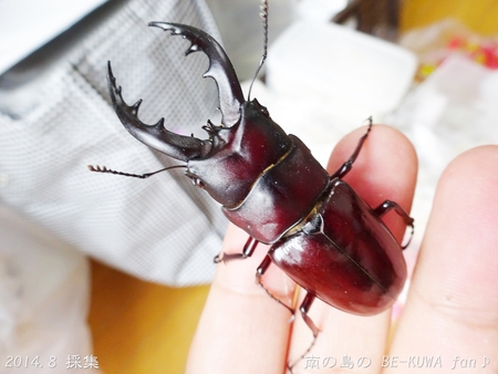 ▼2014年 & 思い出の採集個体 & 思い出の飼育個体